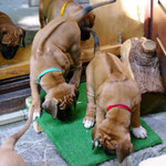 Die kleinen Abenteurer...