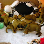 Die lustige Truppe dekoriert die Wurfkiste um