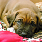 Kullerauge Mr. Socks 