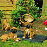 Gelbchen &  Miss Bib 