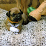 Ladylike Prinzessin Glove