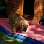 Lustig - Luft unter den Pfoten