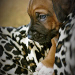 Mister Socks auf Beobachtungsposten