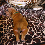 Minti, sooooo müde von der großen, weiten Welt!