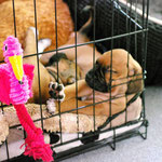 Gelbchen eingeknautscht