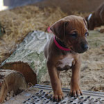 Knuffige Frau Pink