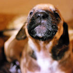 ...Licht wie ein Gemälde