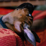 Miss Glove immer besonders