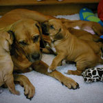 ...hat immer ein Ohr...