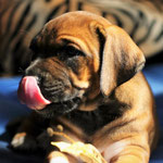 Blatt schmeckt nicht