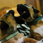 ...oder mit Beleuchtung