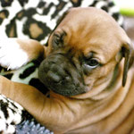 Zauberhafter Herr Türkis