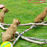 ...Erdmännchen-Gruppe...