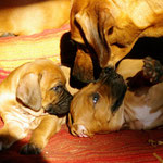 Mama Z'Alegria immer im Einsatz