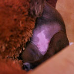 Bauchmalerei - erschrockener Osterhase???