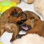 Selber blöd, du rote Kuh!