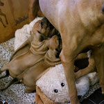 ...dazu übergegangen...