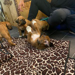 Überall Begeisterung