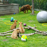 ...hat etwas NEUES...