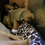 Mr. Socks einmal sooo müde...