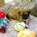 Prinzessin Gold hat alles im Blick