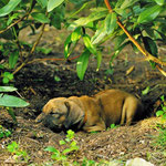 Prinzessin Gold als Erdferkel