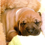 Träumchen Herr Weiß