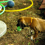 Prinzessin apportiert