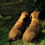 Die Mädels hecken schon wieder etwas aus...