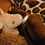 Schwein gehabt