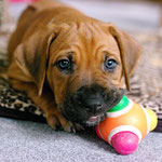 Langsam beginnen die Augen zu pigmentieren