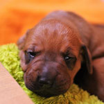 ...sie dir direkt in dein Herz!