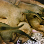 Zauberhafte Po-Parade