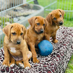 Minti, Apricot, Kiwi