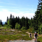 MTB-Tour durch den Griffelbruch auf dem Fellberg bei Steinach