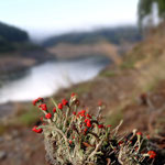 Flechtenblüte im Schwarzatal