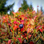 Am Kugelbaum sind die "Schwarzn Beeä" blau