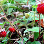 Frühling am Gebirgsrand