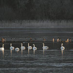 Songswans