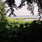 Blick von der Rotbuche