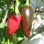 PSR Peperoni " Tschechischer Schwarzer Paprika"