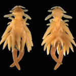 Chondracanthidae Chondracanthus distortus female © Danny Tang