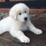 Neu dazu gekommen ist "Carlo" ein italienischer 'Cane da Pastore Maremmano-Abruzzese', er soll Heras Erbe Tages antreten und auf den Hof aufpassen!