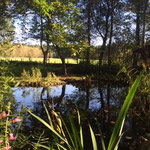 Ein Blick vom Gartenteich aufs Feld in Richtung Klecker Wald