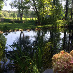 Eine besondere Stimmung vermittelt der Gartenteich