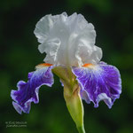 Iris Bal Masque