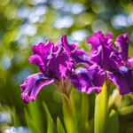 Iris Bourgeois