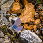 Lycaenidae
