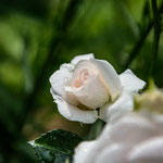 Aspirin Rose