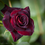 Black Baccara Rose
